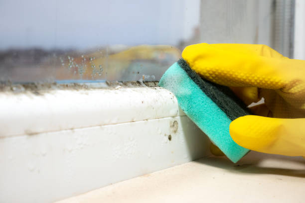Best Emergency Mold Removal  in Kean University, NJ