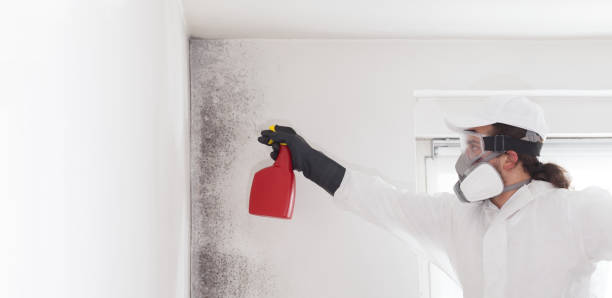 Home Mold Removal in Kean University, NJ