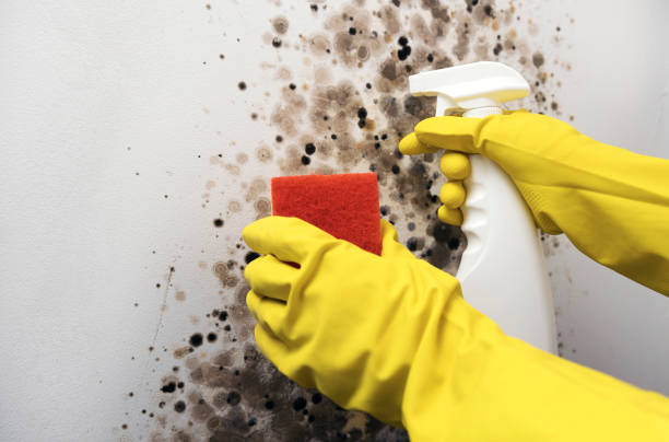  Kean University, NJ Mold Removal Pros