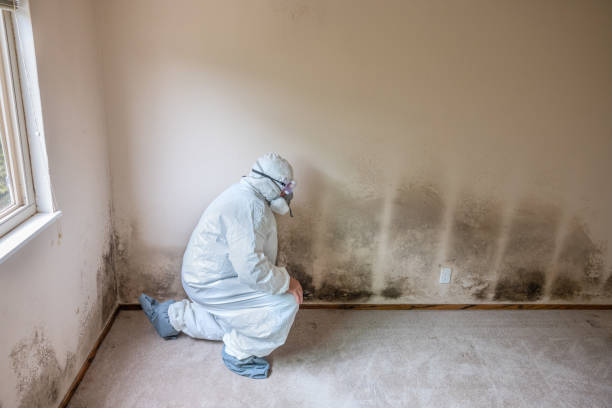 Best Same-Day Mold Removal  in Kean University, NJ