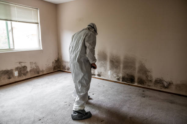 Best Home Mold Removal  in Kean University, NJ