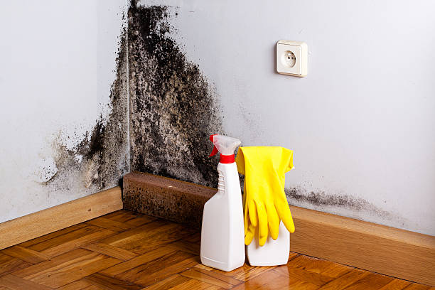 Best Commercial Mold Removal  in Kean University, NJ