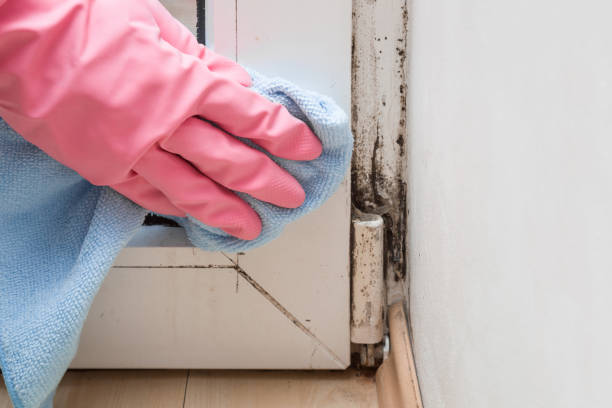 Best Attic Mold Removal  in Kean University, NJ