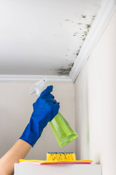 Reliable Kean University, NJ Mold Removal Solutions
